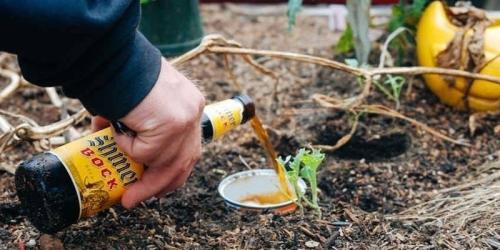 15 глупейших мифов о пиве. Миф первый. В крепкое пиво добавляют спирт 03 15 глупейших мифов о пиве. Миф первый. В крепкое пиво добавляют спирт 03