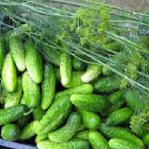 Какие огурцы лучше использовать для маринада на зиму. Огурцы для консервирования: сорта