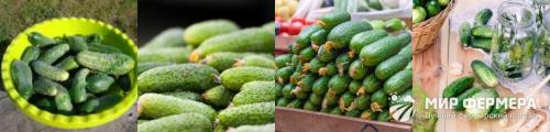 Какие огурцы лучше использовать для маринада на зиму. Огурцы для консервирования: сорта