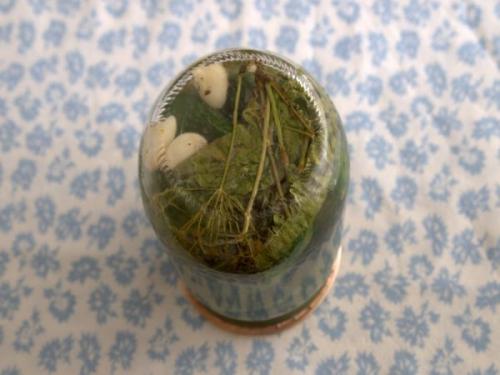 Вкусные и полезные: рецепт острых маринованных огурцов без сахара с яблочным уксусом 08 Вкусные и полезные: рецепт острых маринованных огурцов без сахара с яблочным уксусом 08