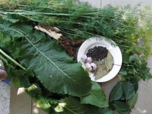 Как правильно упаковать маринованные огурцы на зиму. Маринованные и хрустящие огурцы на зиму в банках