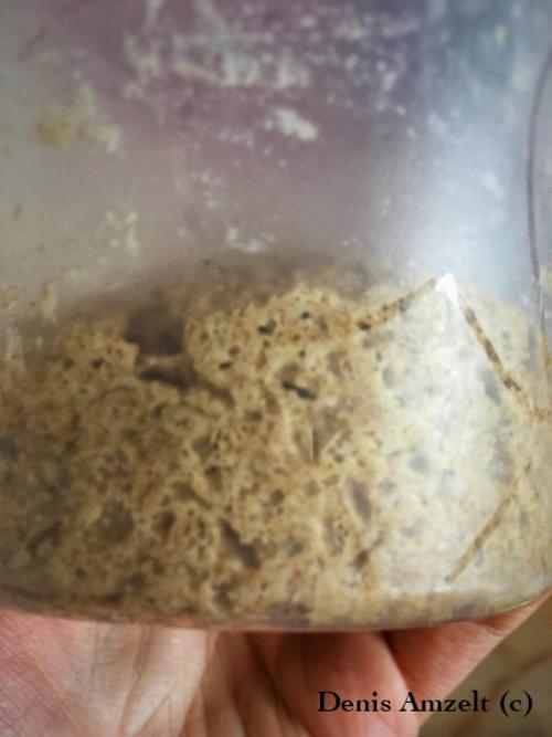 Чисто ржаной хлеб на закваске. 100% ржаной заварной хлеб на закваске.