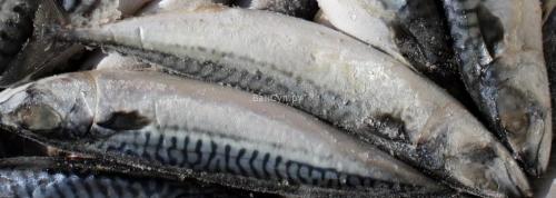 Суп со скумбрией и пшеном. Суп из скумбрии свежемороженой: два лучших рецепта