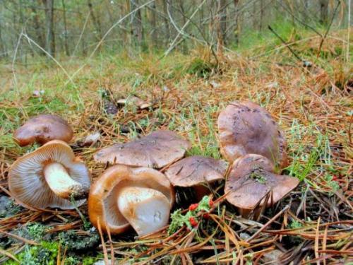 Важно ли предварительно обжарить картошку перед тем как добавить рядовки. 