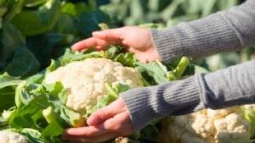 Как долго хранится цветная капуста после консервации. Основные правила