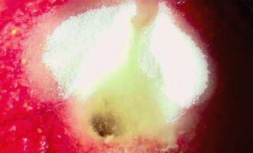 Томатный соус с солеными огурцами. Огурцы в томатной заливке на зиму – 8 обалденных рецептов в банках